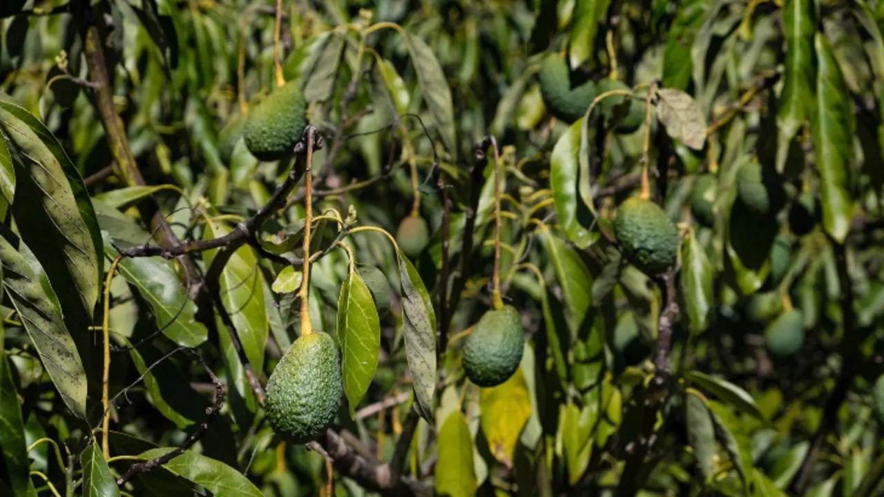 Plantaci&oacute;n de aguacates. / RR SS.