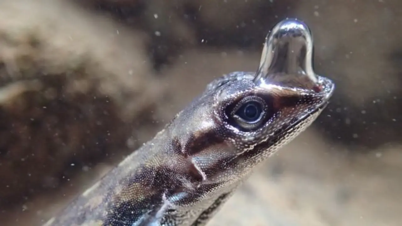 Anoli, lagarto semiacu&aacute;tico de Costa Rica. / Lindsey Swierk
