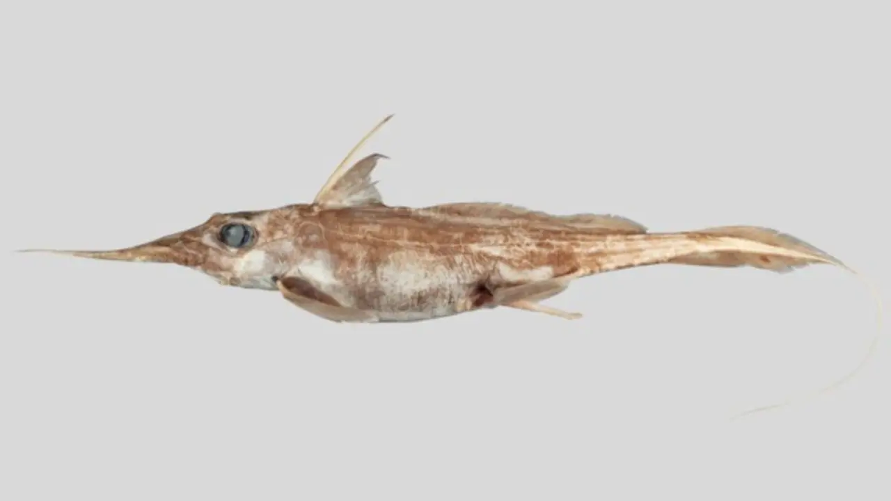 Harriotta avia, una especie de tibur&oacute;n fantasma. / NIWA