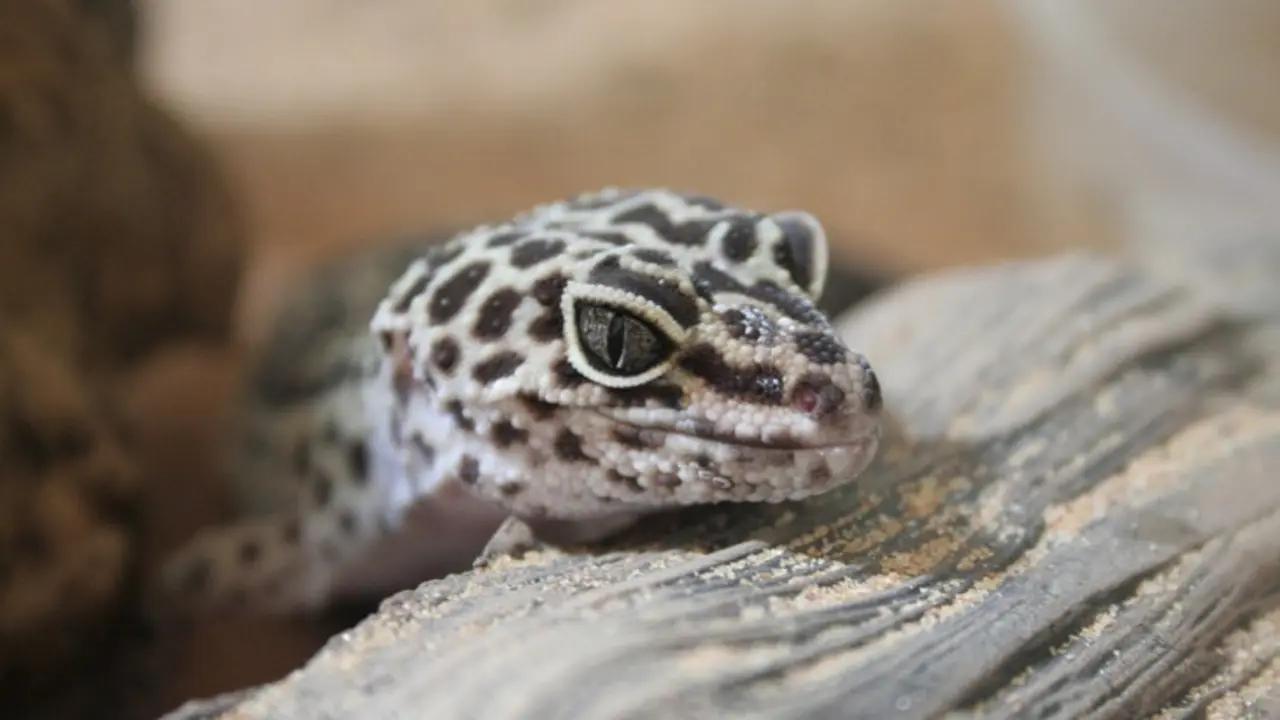 Gecko. / Pixabay