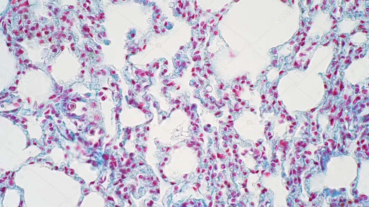 Una imagen del tejido pulmonar humano. / RR SS.