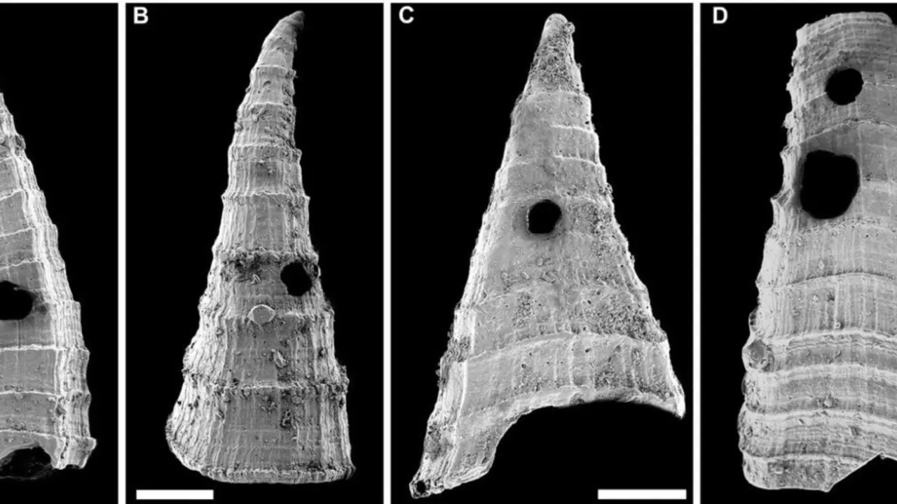 Ejemplos de conchas de Lapworthella fasciculata de la Formaci&oacute;n Mernmerna, cordillera Flinders, Australia del Sur, que muestran los agujeros hechos por un depredador que las perfora. / R. Bicknell, et a - Museo Americano de Historia Natural