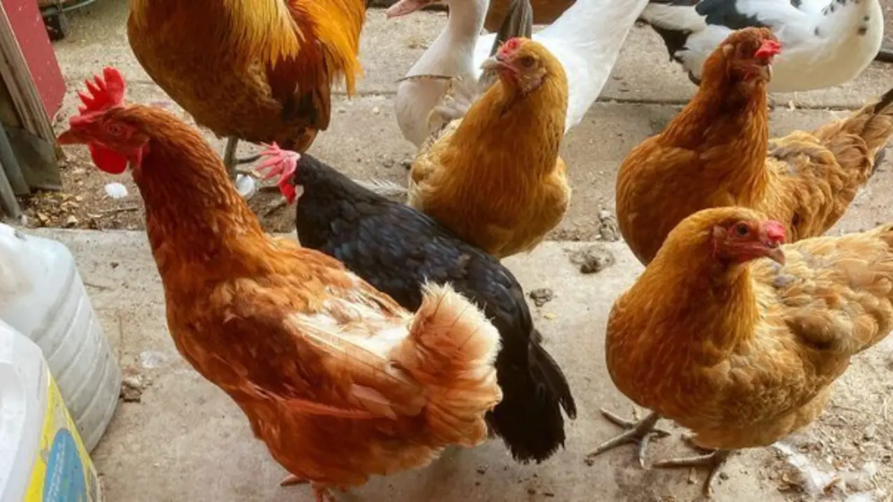 Gallinas ponedoras. / RR.SS