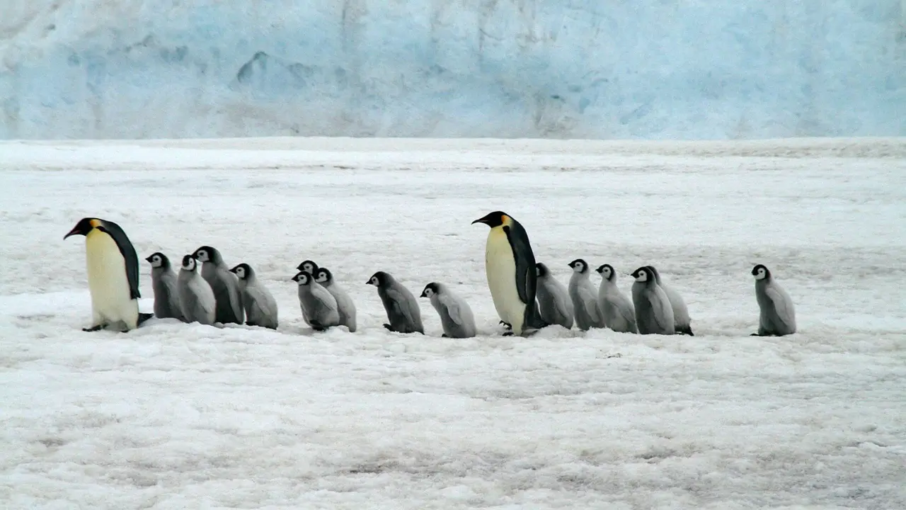 Pinguinos en la Ant&aacute;rtida. / Pixabay.