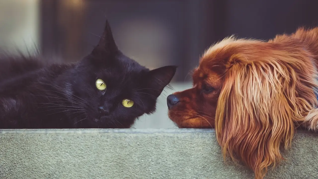 Un perro y un gato. / Pixabay.