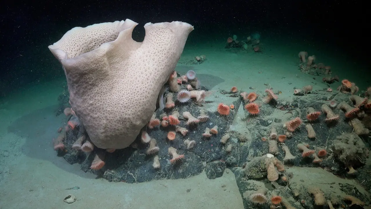 Una gran esponja, un grupo de an&eacute;monas y otras formas de vida se ven a casi 230 metros de profundidad en el lecho marino oculto por la plataforma de hielo de Jorge VI. / ROV SuBastian - Schmidt Ocean Institute