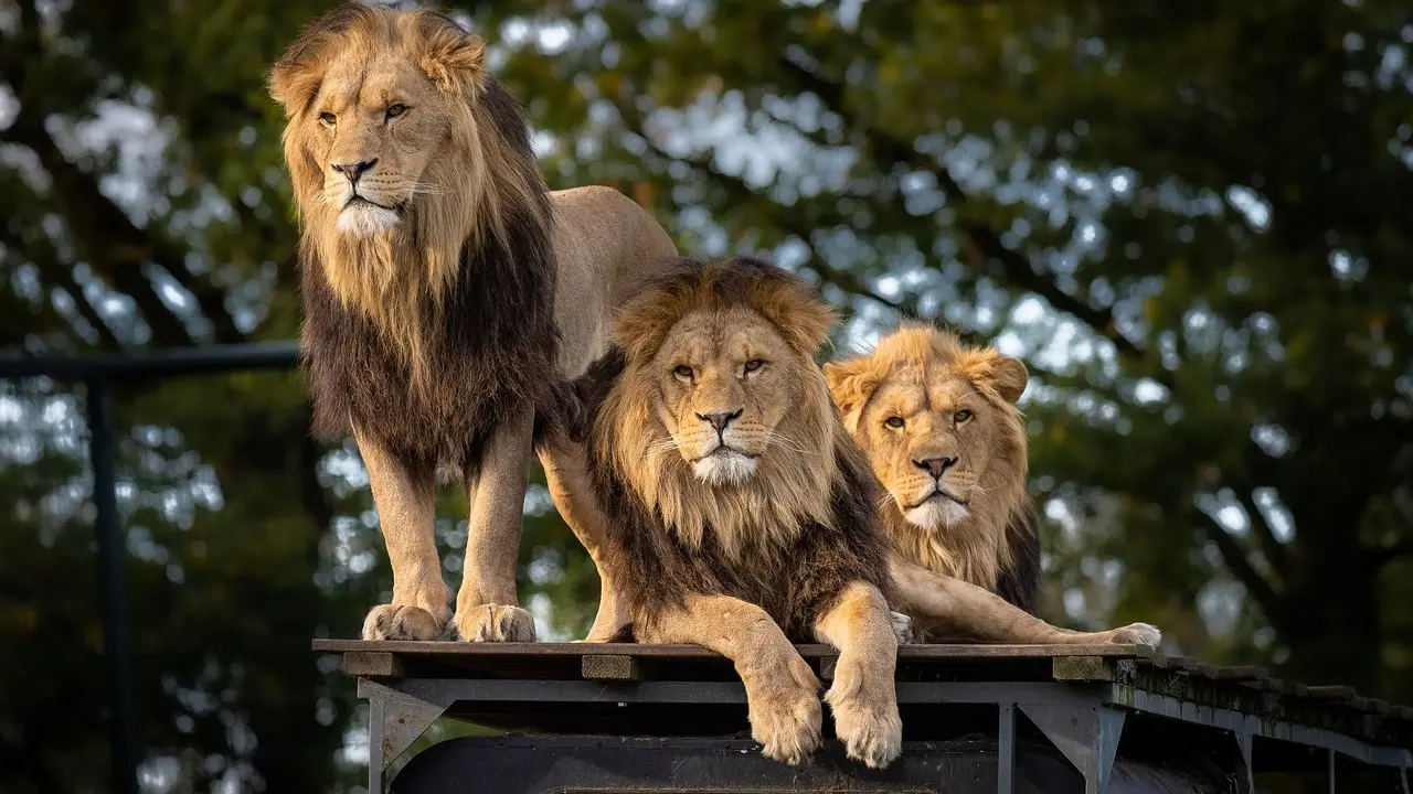 lion-4581841_1280