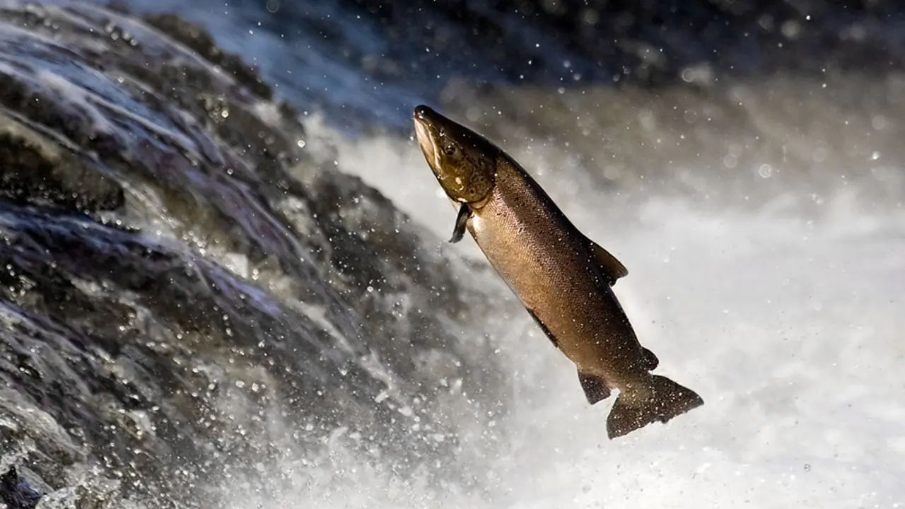 Un salm&oacute;n en el r&iacute;o. / RR SS.