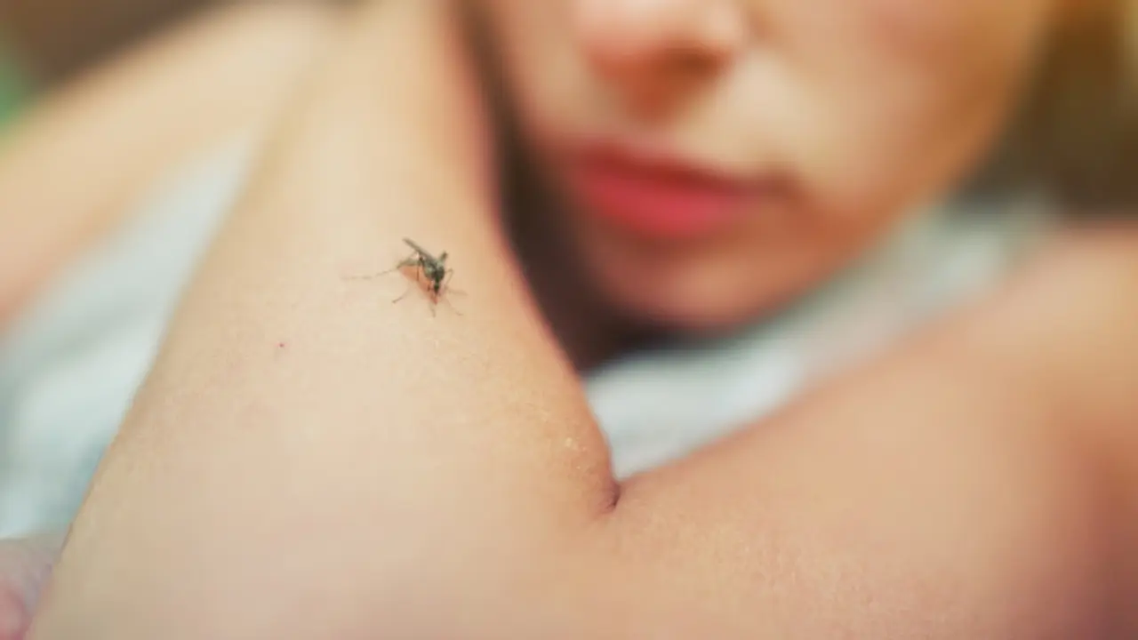 Picadura de un mosquito tigre. / RR. SS.