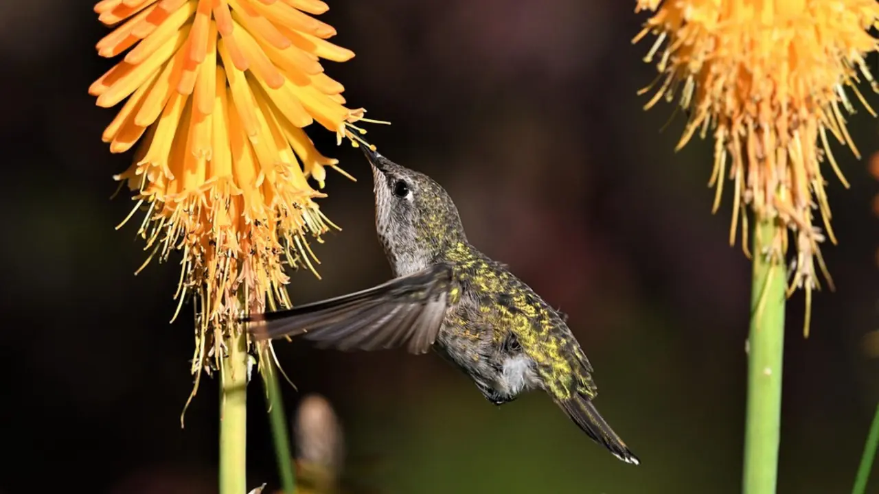 Ejemplar hembra de un colibr&iacute; de Ana. / Pixabay