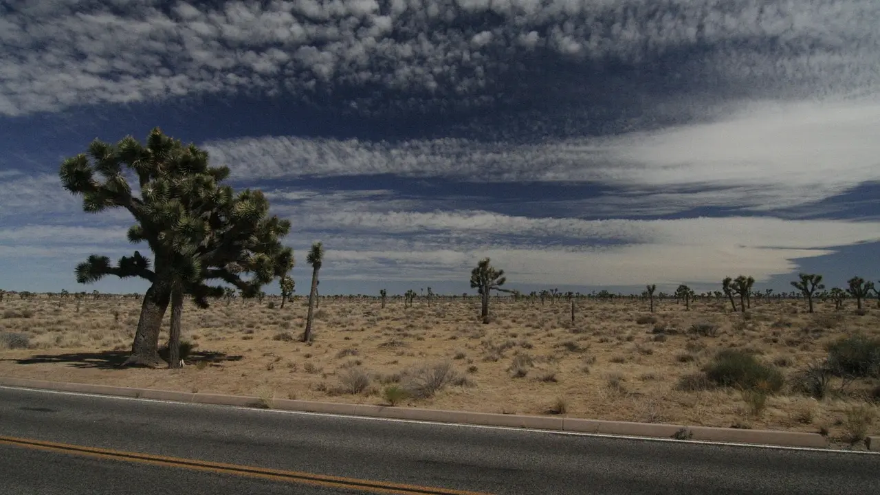 joshua-tree-2072470_1280