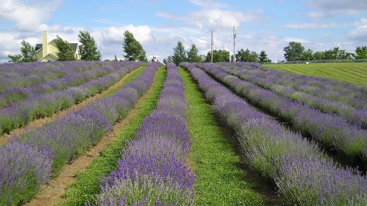 fields-2669917_1280