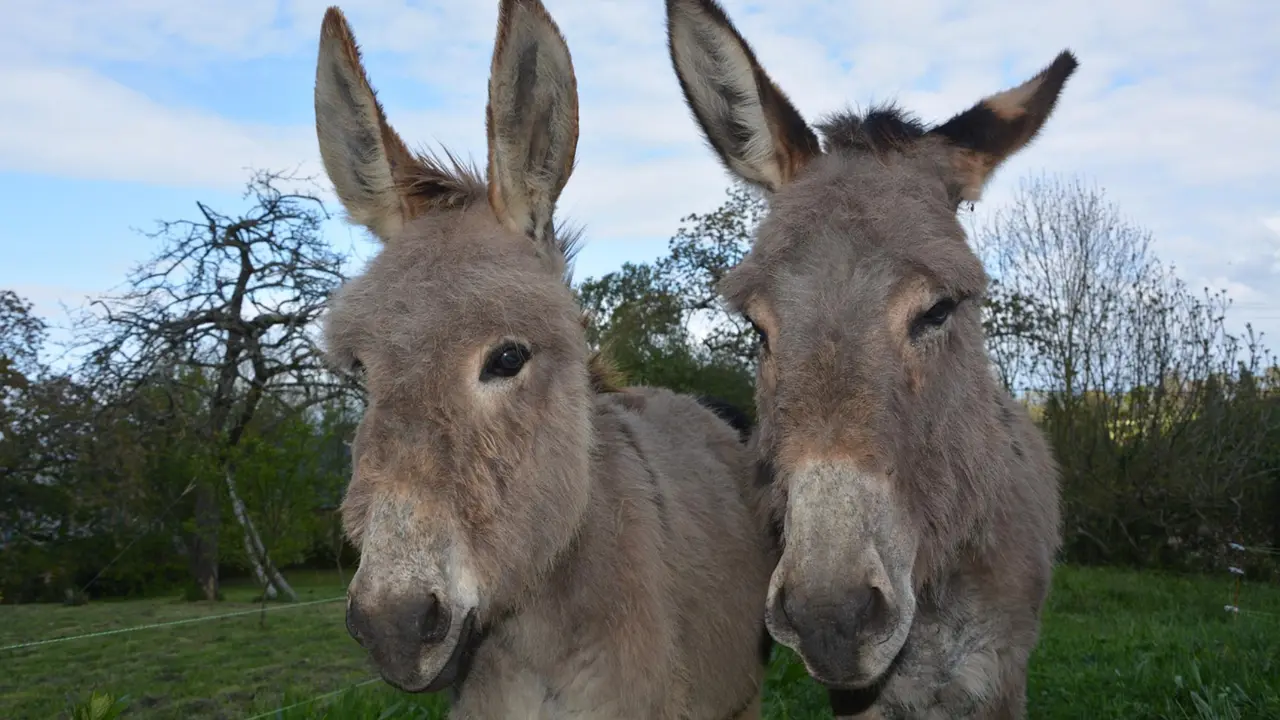 Dos burros. / Pixabay.