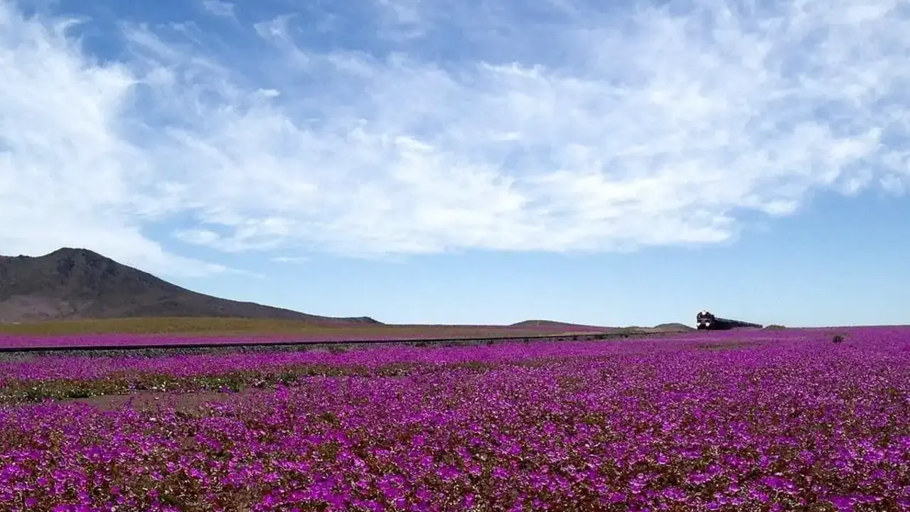 desierto florido