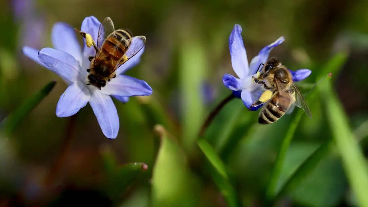 Un d&uacute;o de abejas. / Pixabay