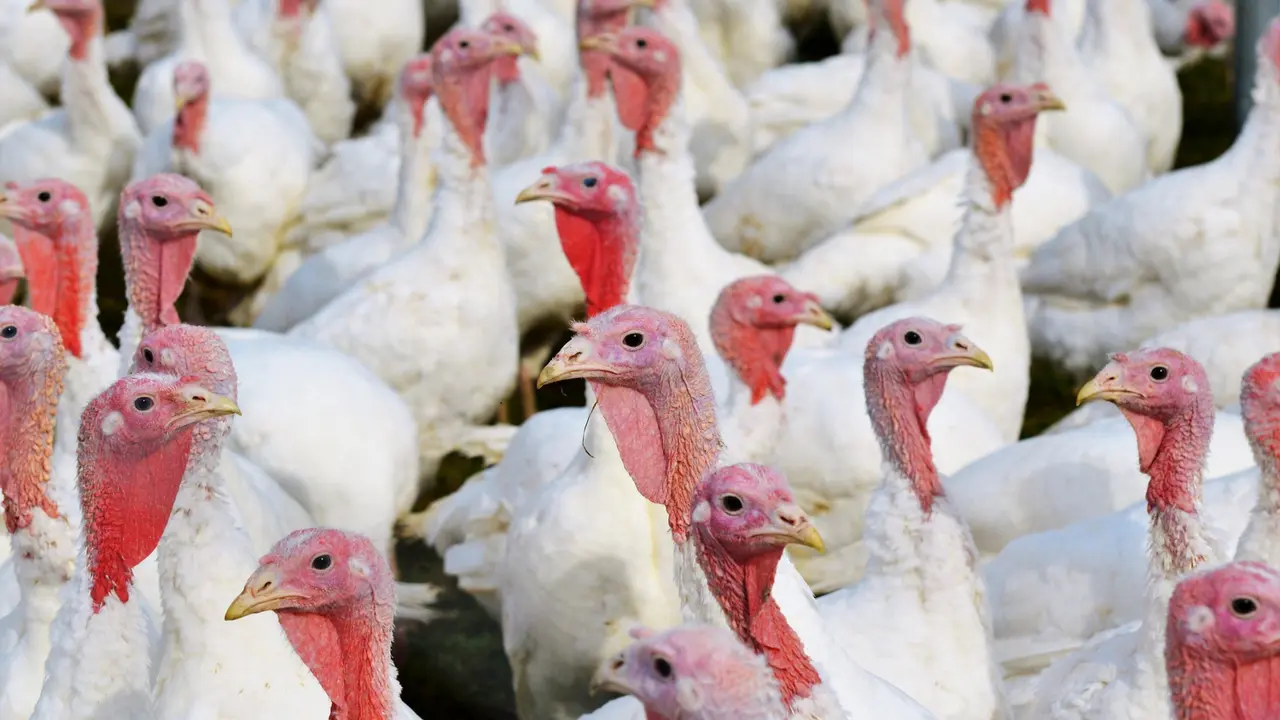 Una granja de pavos. / RR. SS.