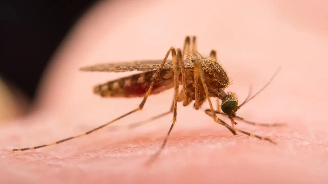 Un mosquito. / RR. SS.