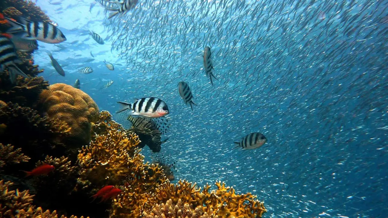 Biodiversidad marina y corales. / Pixabay