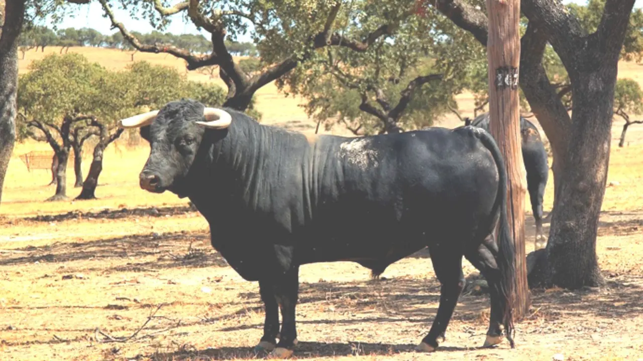 Toro de lidia disfrutando tranquilamente de la dehesa. Su pac&iacute;fico aspecto fotogr&aacute;fico nada tiene que ver con la impresi&oacute;n de poder&iacute;o y amenaza que, en vivo, su presencia transmite. / Foto de Pixabay.