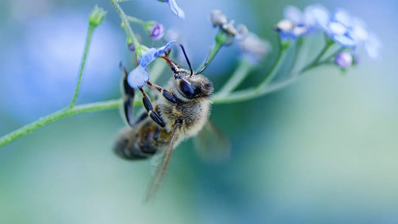 Abeja aliment&aacute;ndose de una flor. / Pixabay