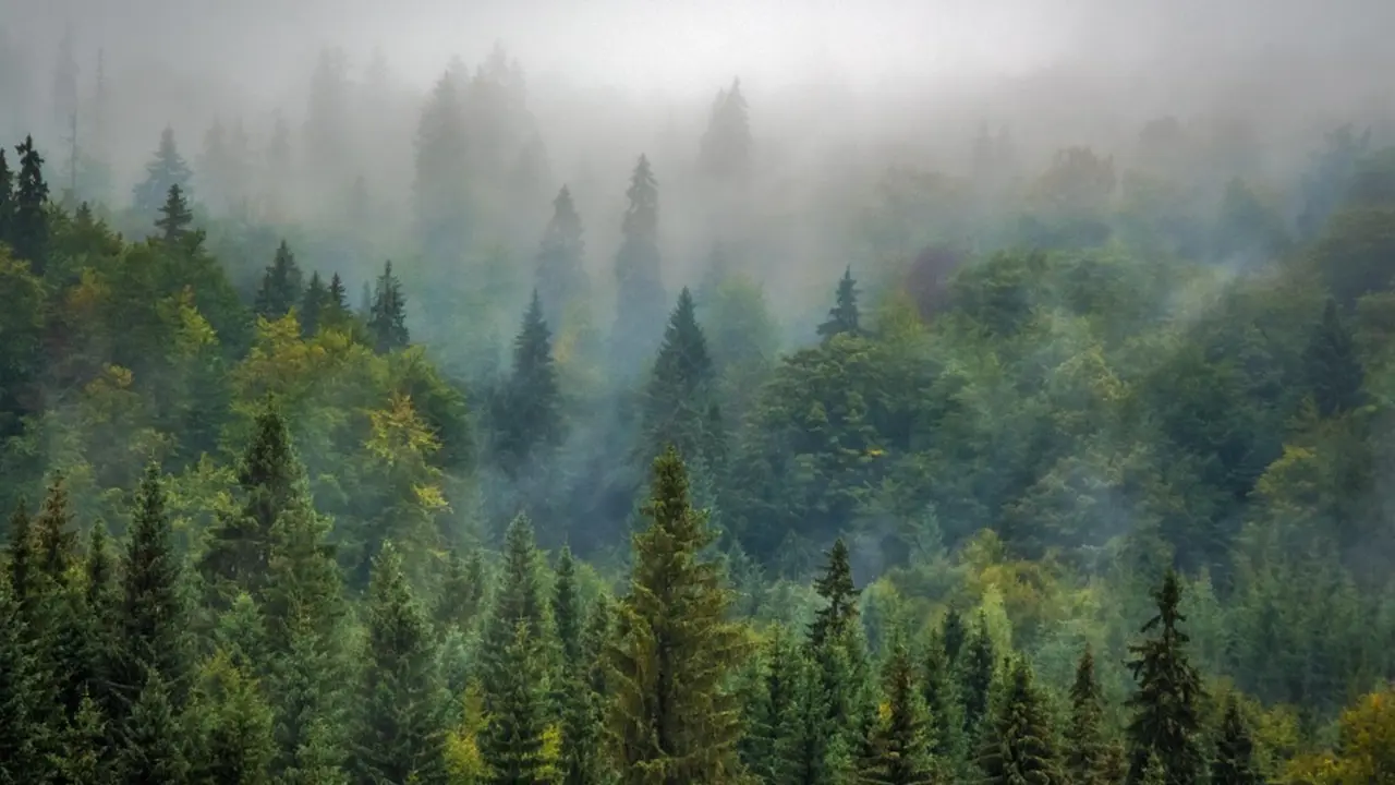 Un bosque con niebla. / Pixabay