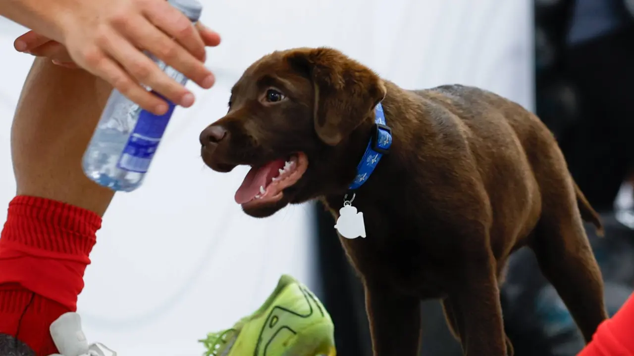 Oito, la mascota del Deportivo. /  @rcdeportivo