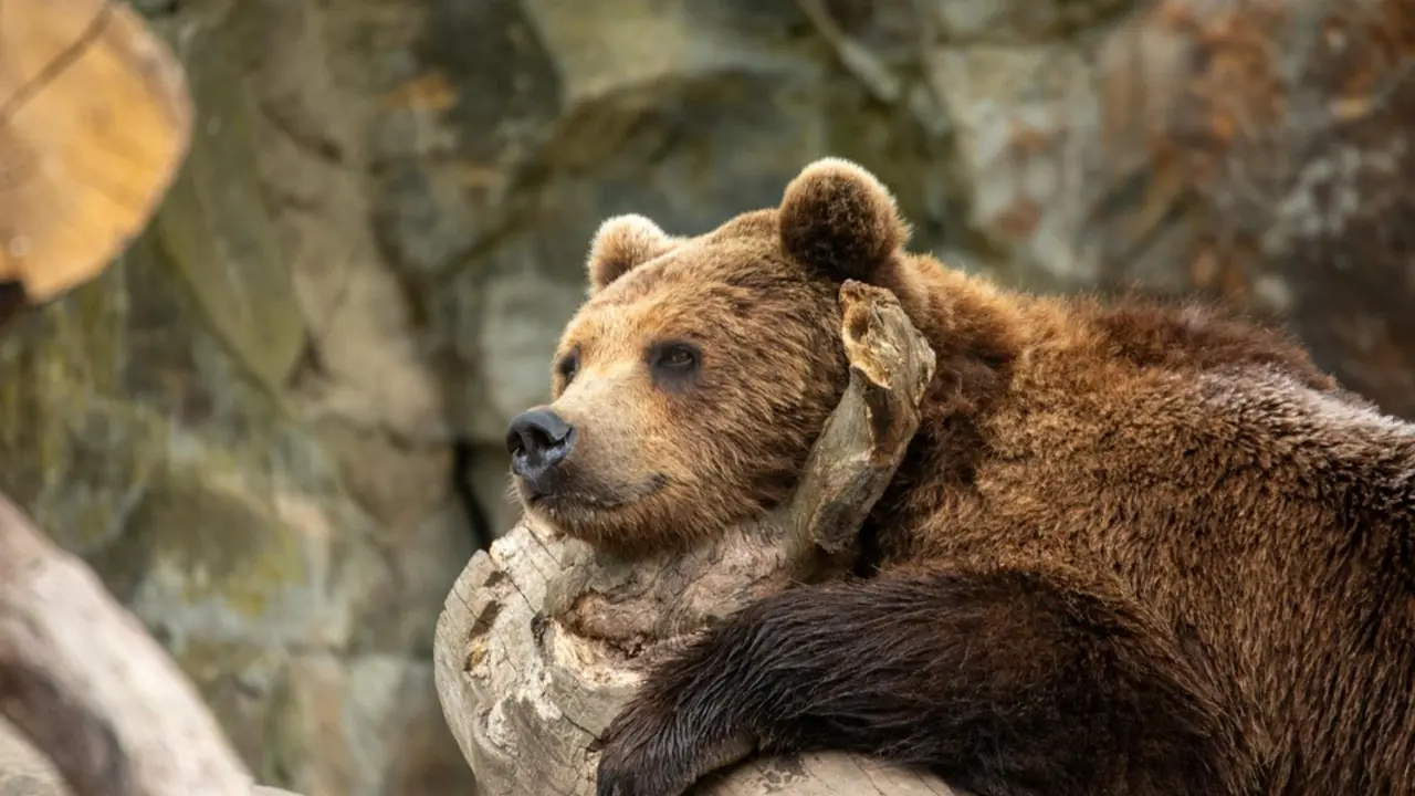 Oso pardo. / Pixabay