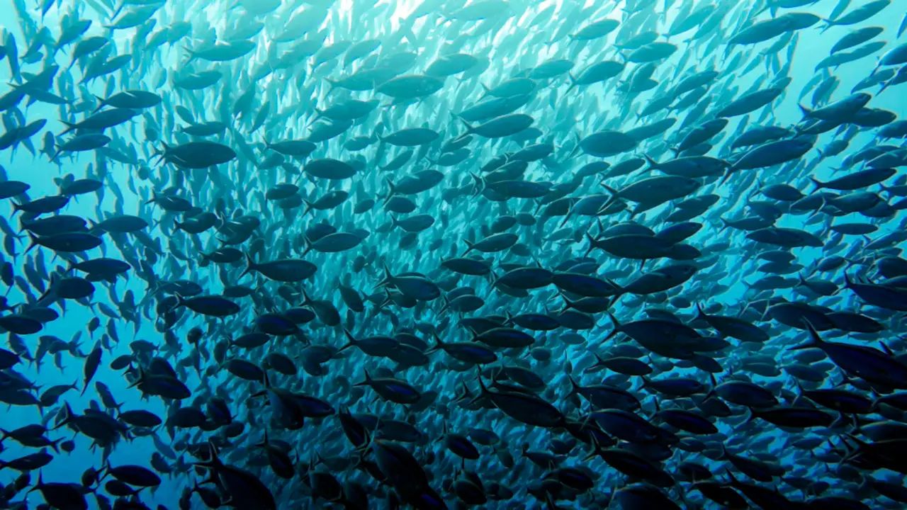 Banco de peces. / Unsplash