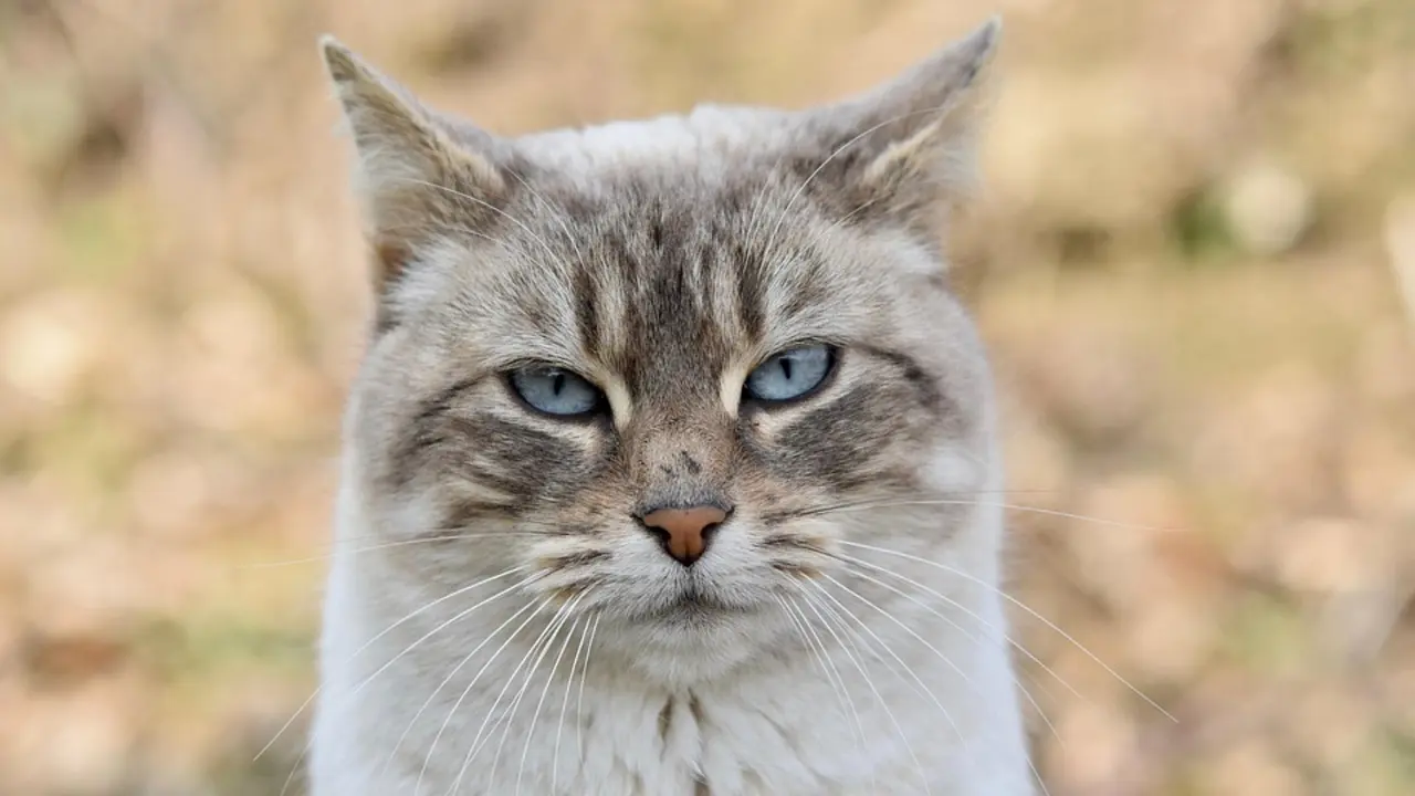 Gato. / Pixabay
