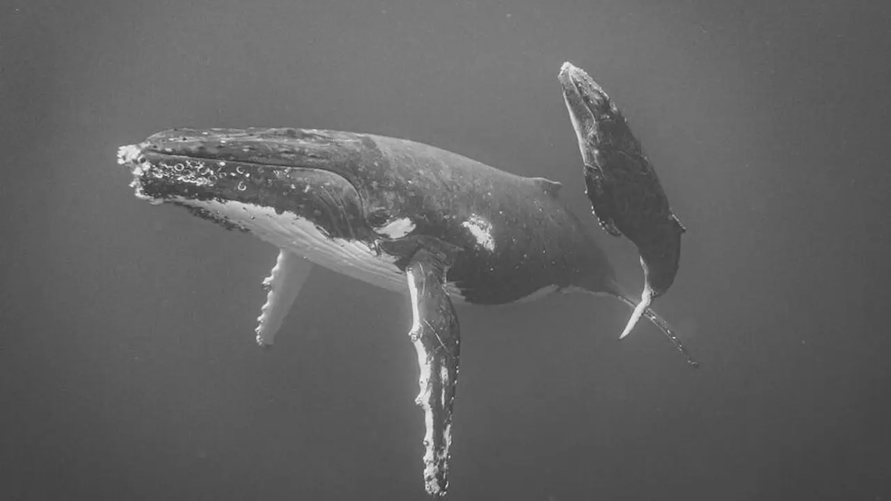 iPhone Photography Awards 2025 &ndash; Primer Premio en Animales./ &copy;Jayne Parker, Nueva Zelanda