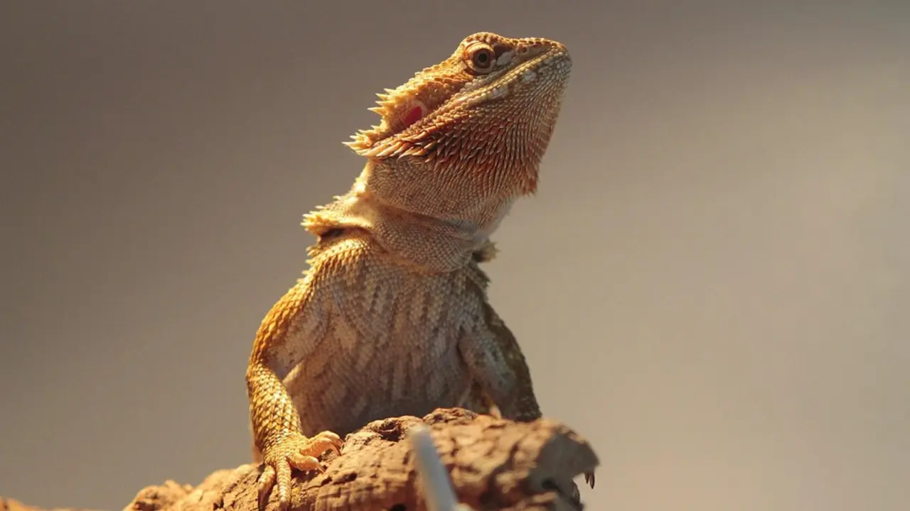 Drag&oacute;n barbudo. / Pixabay