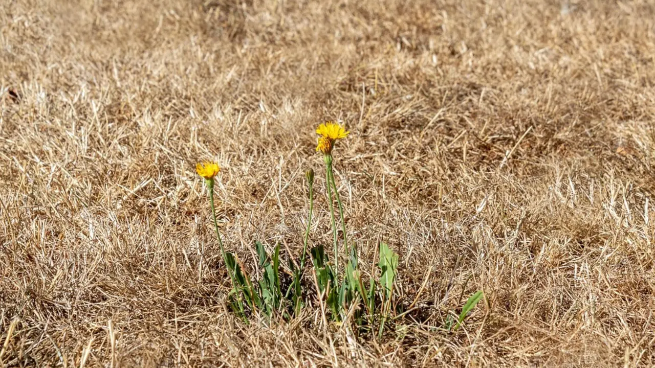 Unas flores entre suelo seco por el calor. / Pixabay