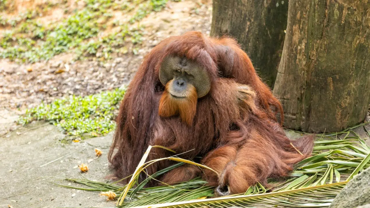 Orangut&aacute;n. / Pixabay