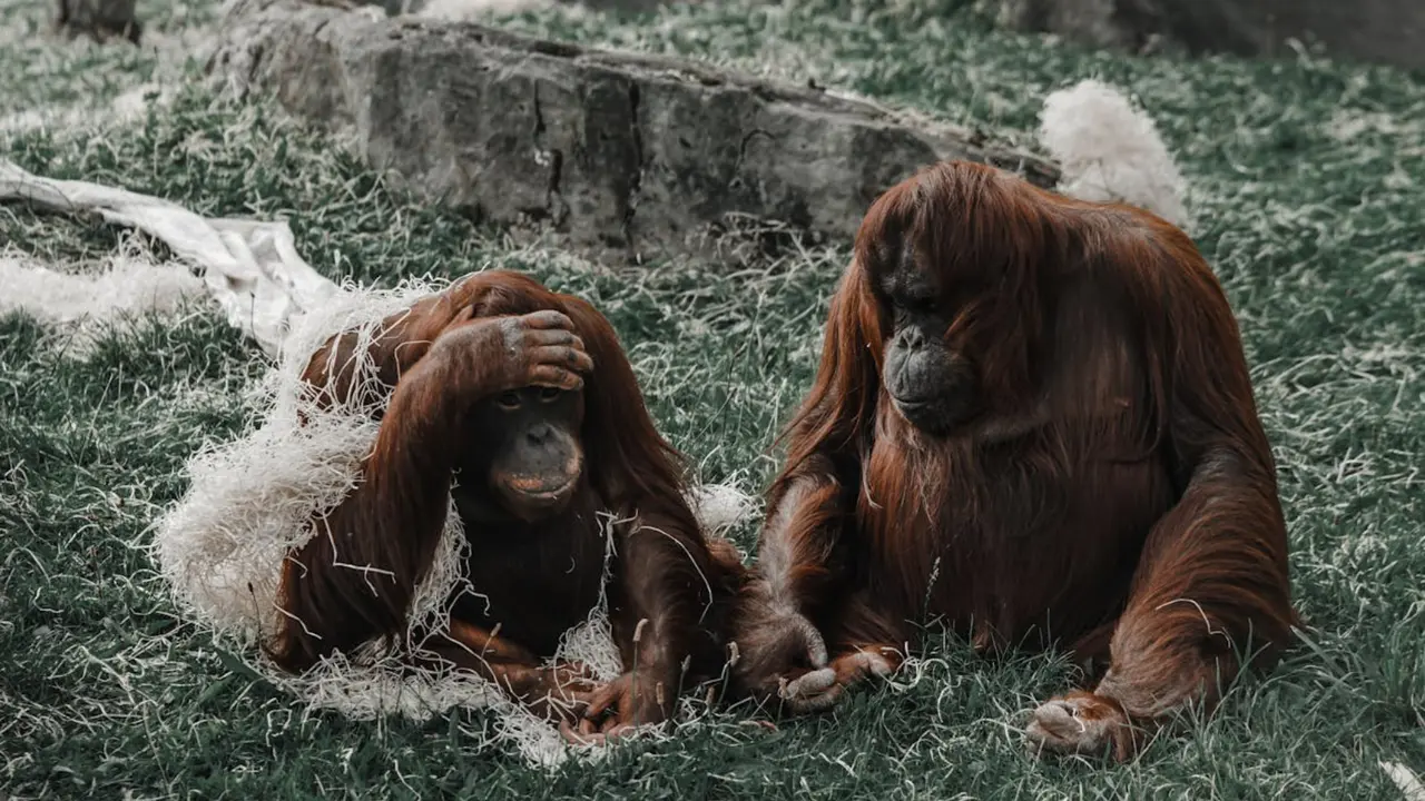 Orangutanes. / Pexels