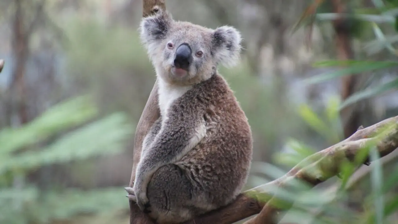 Koala. / Pixabay