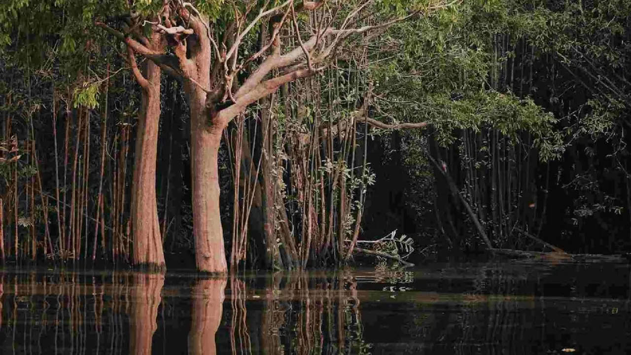 Selva amaz&oacute;nica. / Jean Gc en Pexels