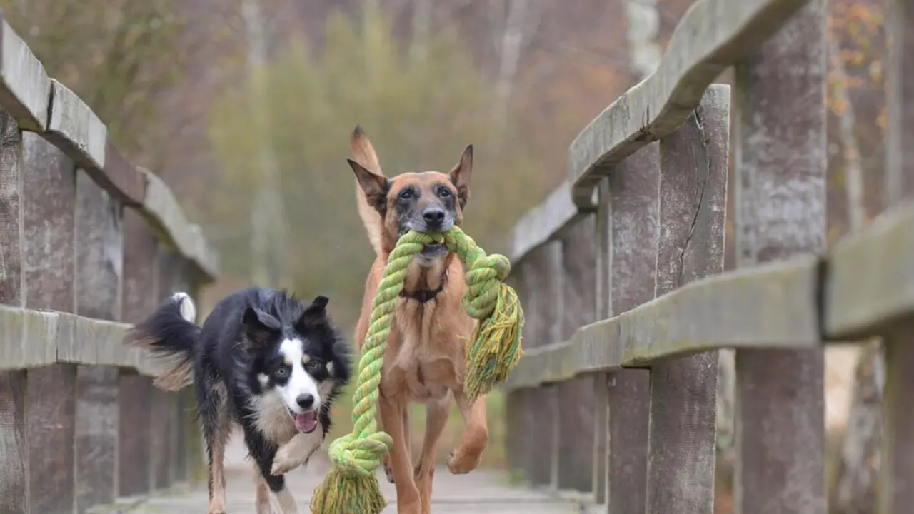 Perros jugando. / Pixabay