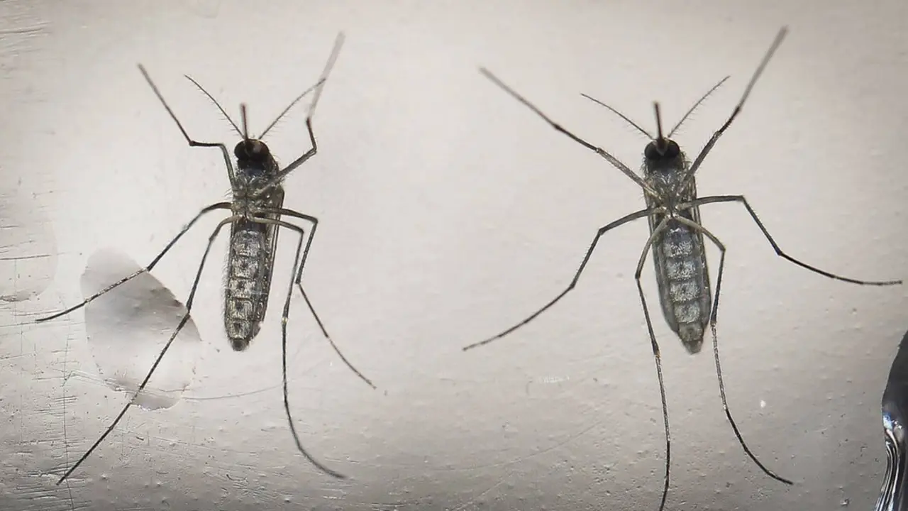 Mosquitos. / RR. SS.