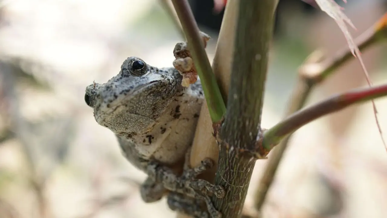 Ranas arbor&iacute;cola gris (Hyla versicolor). / Pixabay