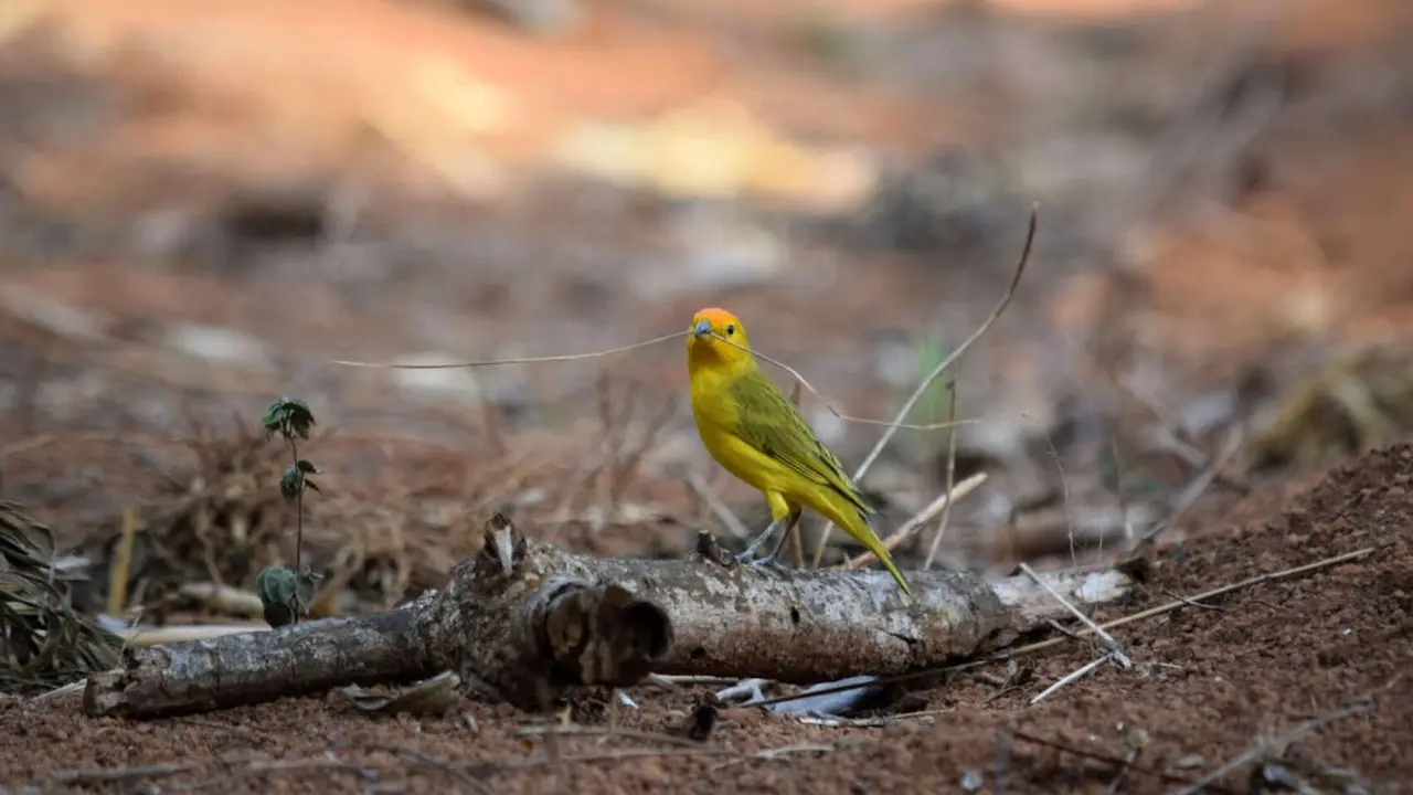Canario com&uacute;n (Serinus canaria). / Pexels