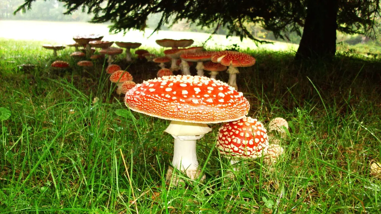 Amanita Muscaria, alucin&oacute;gena.  / JRB