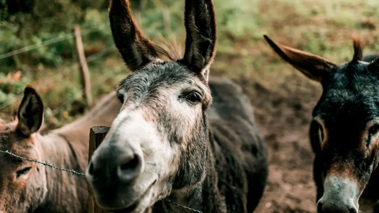 Burros. / Pexels