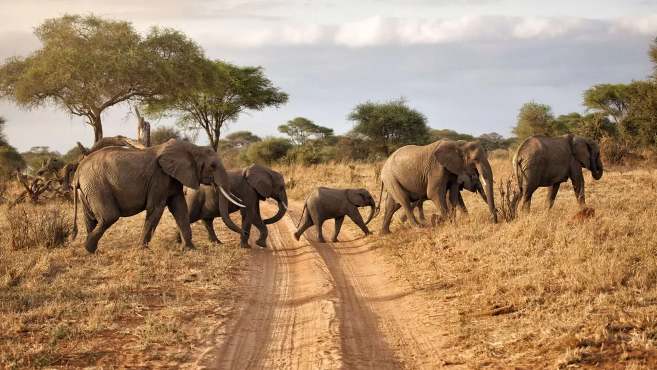 Elefantes en &Aacute;frica. / RR. SS.