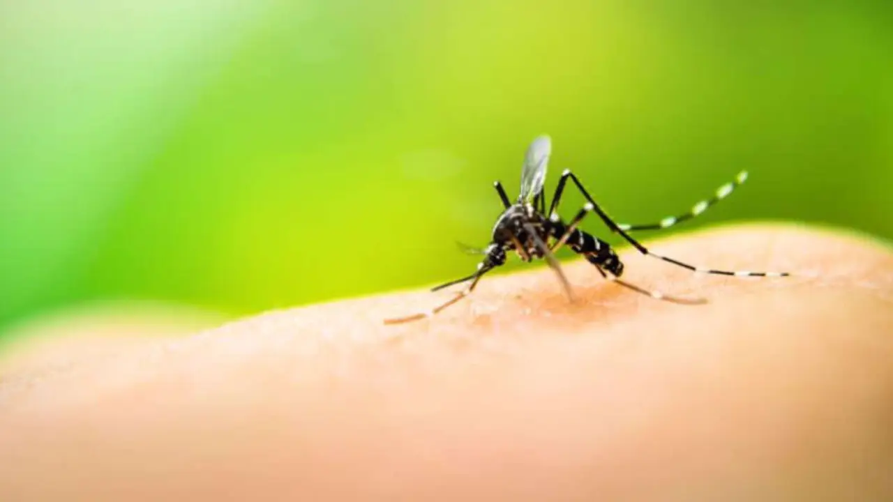 Mosquito. / Ministerio de Salud