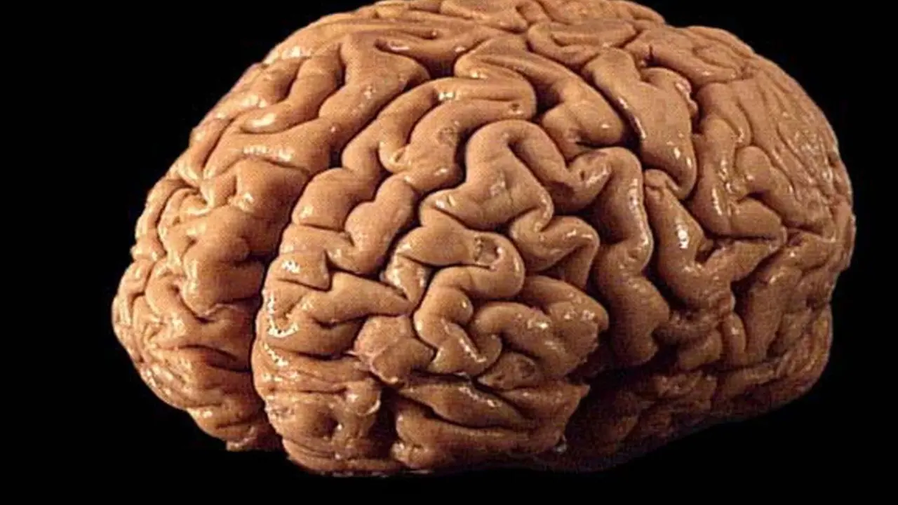 Un cerebro humano. / RR. SS.