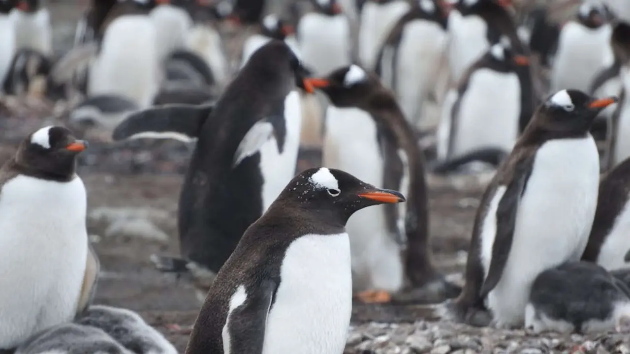 Ping&uuml;ino pap&uacute;a. / Pexels