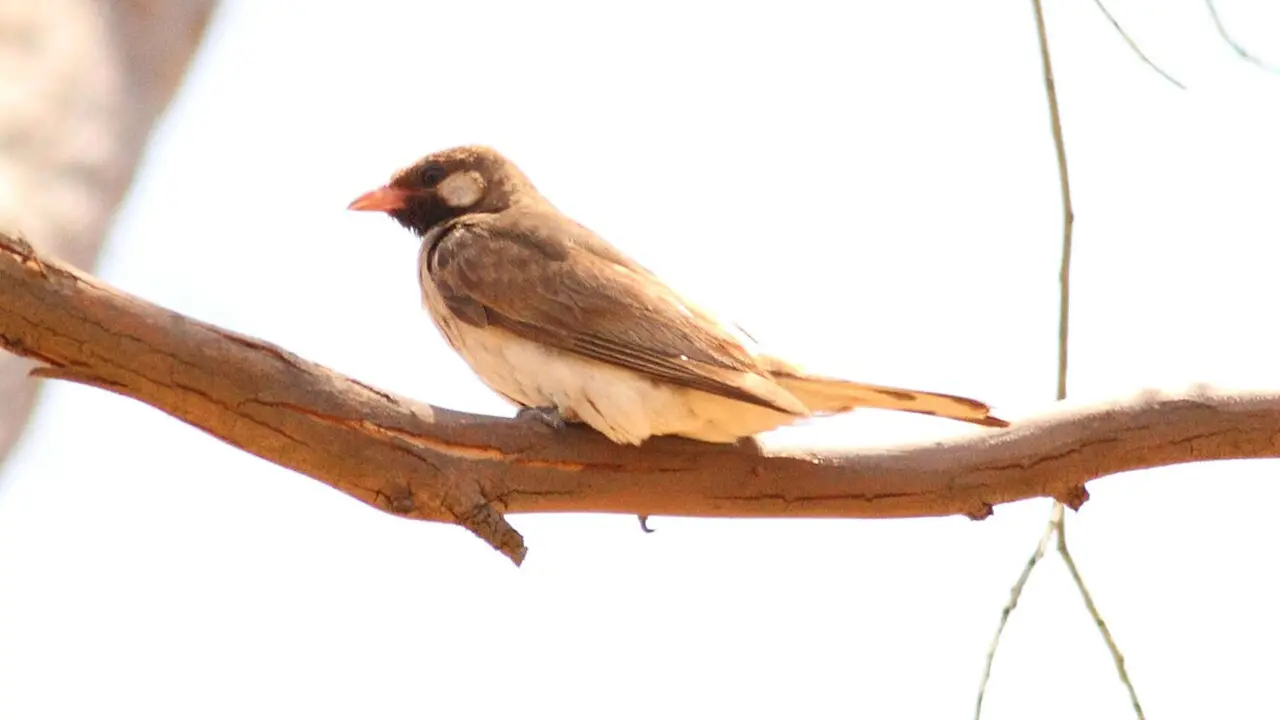 Ave indicadora de la miel. / Wilferd Duckitt - Wikimedia Commons