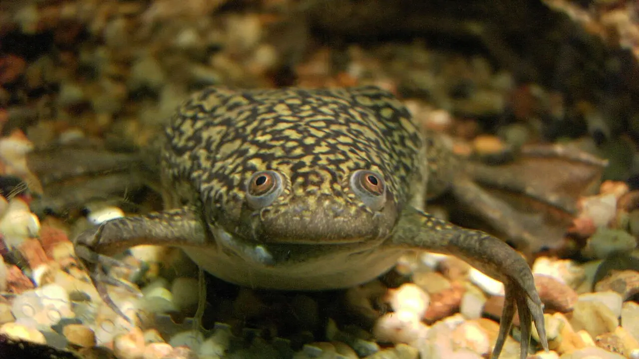 Rana de u&ntilde;as africana (Xenopus laevis). / Ben Rschr - Berliner Tiergarten- Wikimedia Commons