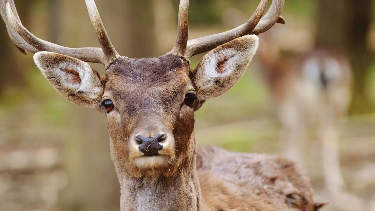 Venado. / Pixabay