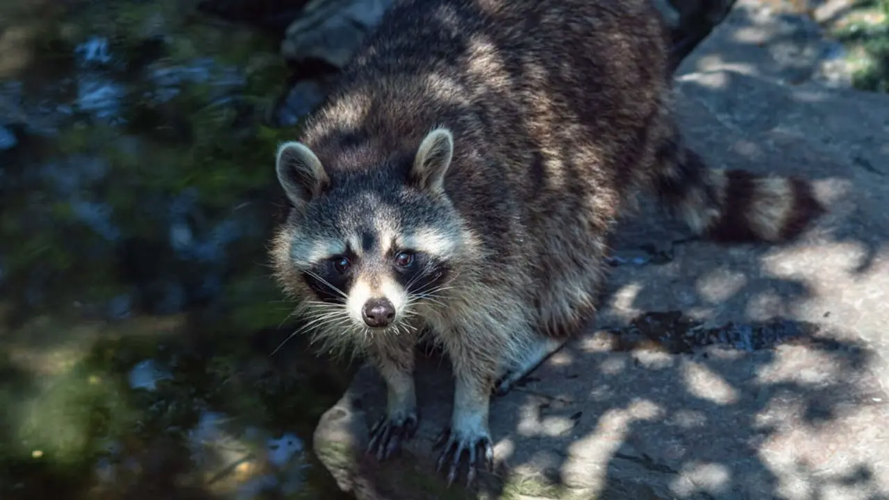 Mapache. / Pexels